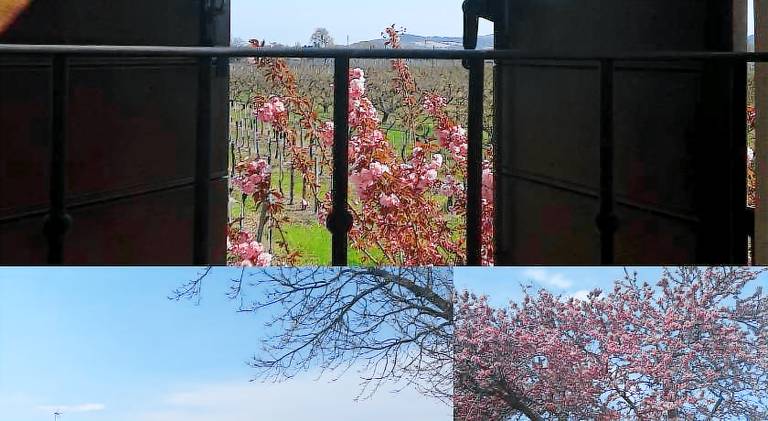 Lovely farm with yard | Dogs allowed — photo 5