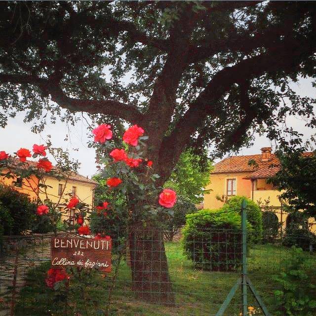 Collina dei Fagiani: Appartamento L'uliveto — photo 4