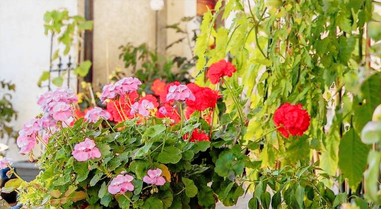 Rental apartment | Pets are welcome — photo 4