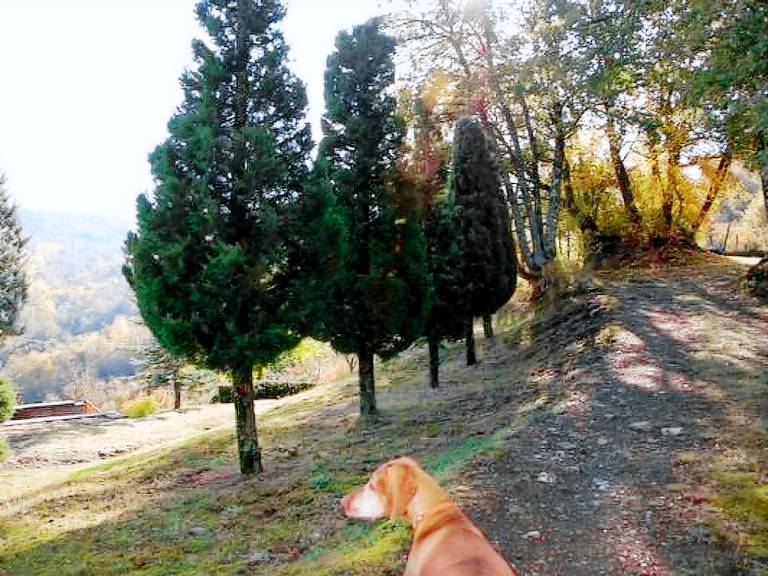 House with yard, terrace & pool | Nature view | Pet-friendly — photo 5