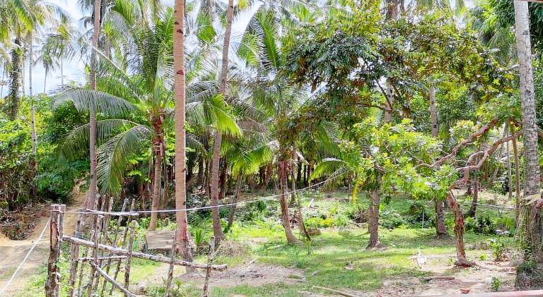 Buhay Probinsya - Bubolongan — photo 4