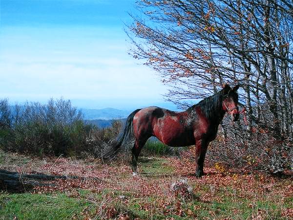 Tenuta Selvaggia: Appartamento Il Fienile — photo 5