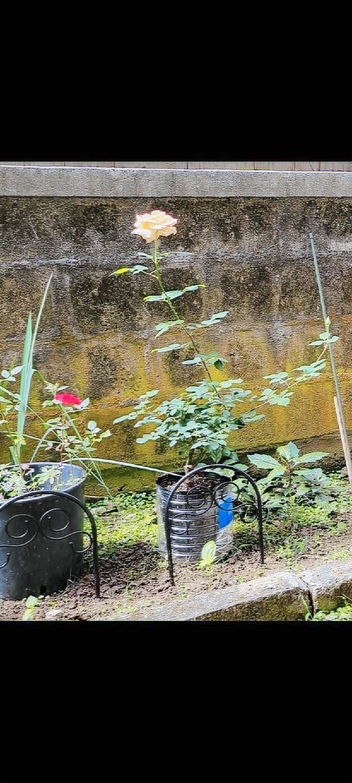 foto4
