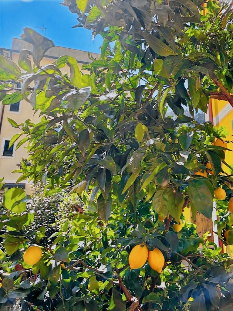Apartment with garden & fast internet | Garden view — photo 4