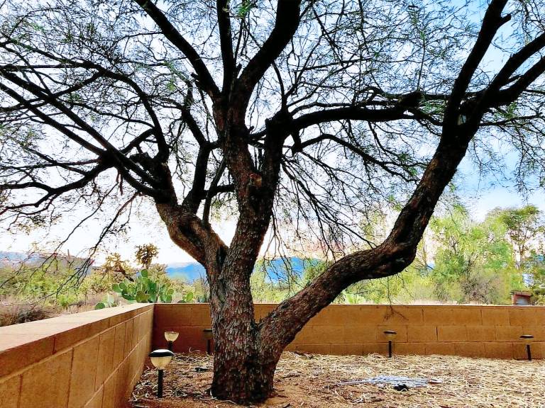 House Tucson