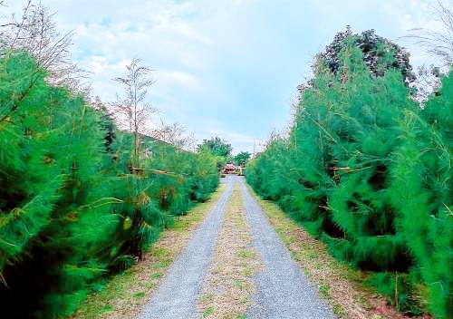 North Pine Forest Homestay & 224;& 184;& 154;& 224;& 185;& 137;& 224;& 184;& 178;& 224;& 184;& 153;& 224;& 185;& 132;& 224;& 184;& 161;& 224;& 185;& 137;& 224;& 184;& 170;& 224;& 184;& 153;& 224;& 185;& 130;& 224;& 184;& 174;& 224;& 184;& 161;& 224;& 184;& 170;& 224;& 185;€& 224;& 184;& 149;& 224;& 184;& 162;& 224;& 185;& 140;