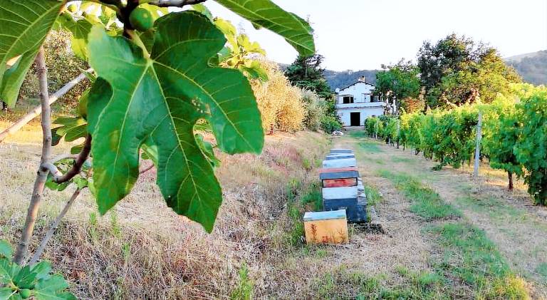 Naturaliterre Agriturismo - Microfattoria in Dovadola