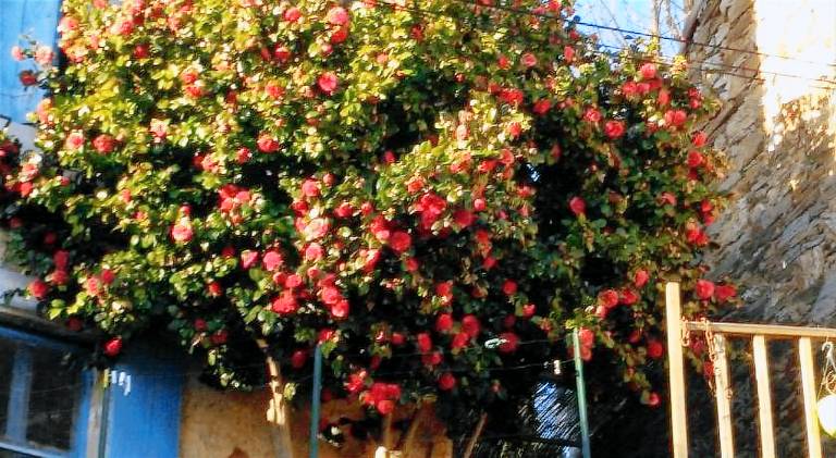 Le camelia de la mazarie — photo 5