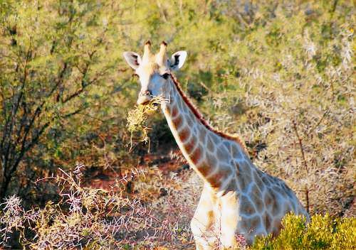 Lodge Oudtshoorn