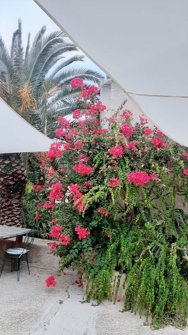Contrada Canalisi - Agriturismo con stile unico rilassato: Accogliente Fattoria con Giardino e Spazio Esterno — photo 5