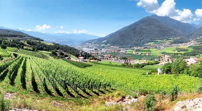 BUEHLERHOF Urlaub mit Kind & Hund, Obst-& Weingut, Brixen in Naz Sciaves