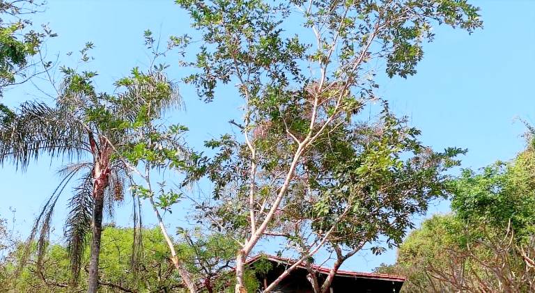 Lovely house with pool | Dogs allowed in Guape