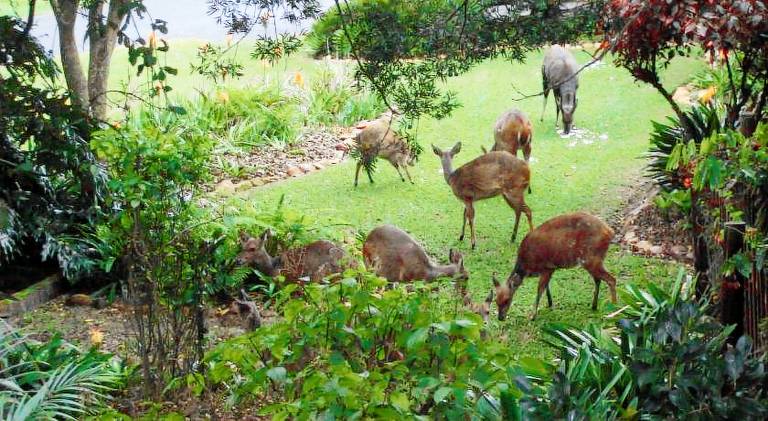 Holiday apartment with yard, BBQ & patio in Knysna