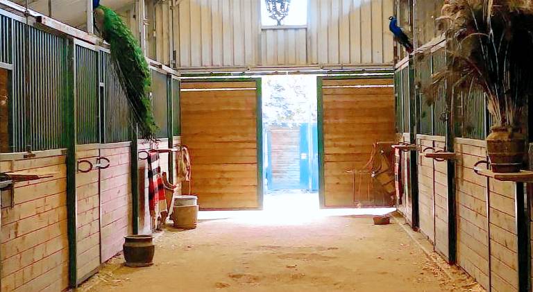Wine Country Private Working Sheep Farm; Rustic Elegance — photo 4