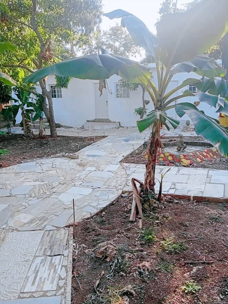 Hostel  Mango Walk