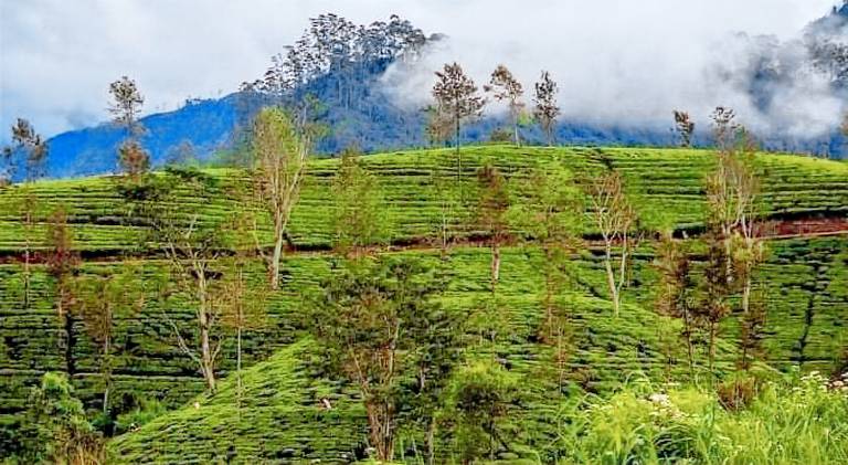 White House Bungalow Hatton