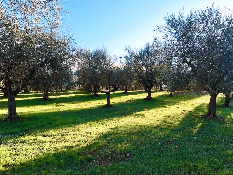 Agriturismo Nerbona: Appartamento Corbezzolo — photo 4