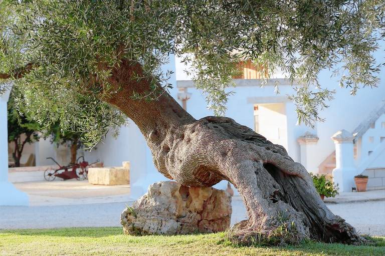 Agriturismo Ostuni