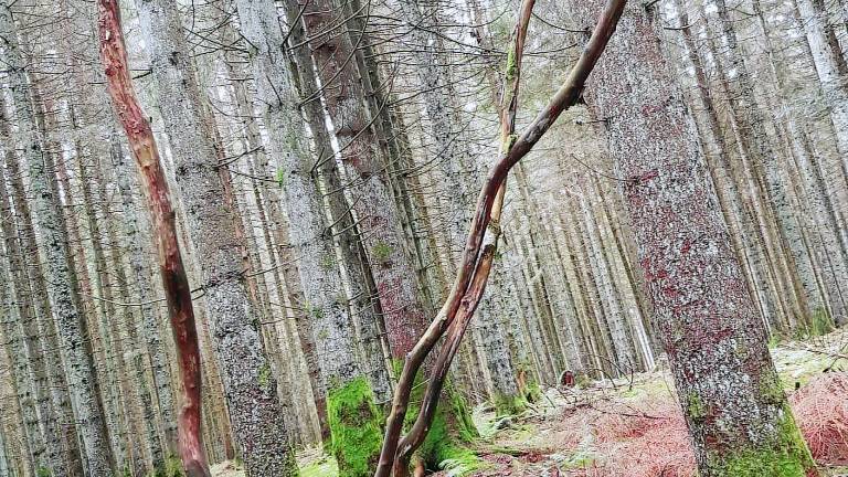 Ferienwohnung  Schönwald im Schwarzwald