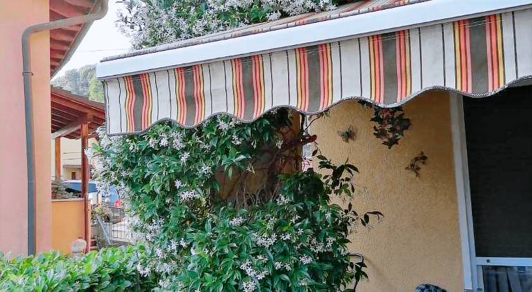 Le palme — photo 5