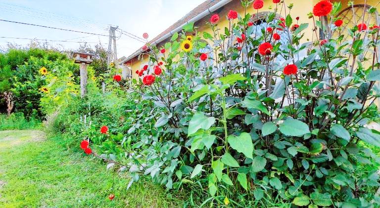 Lovely holiday apartment with terrace & yard | Dogs allowed — photo 4