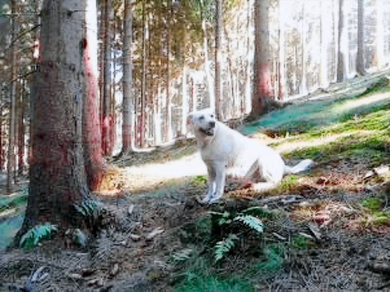 Ferienhaus in Elbersreuth, Deutschland f&uuml;r max. 2 Personen