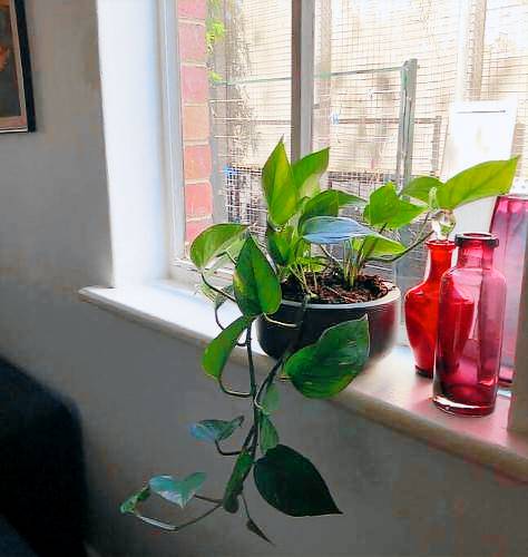foto4