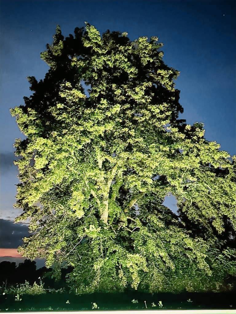 foto44