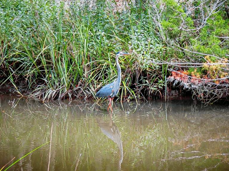 Marshview Hideaway — photo 4