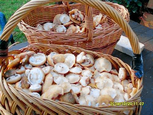 Agroturystyka Białowieża