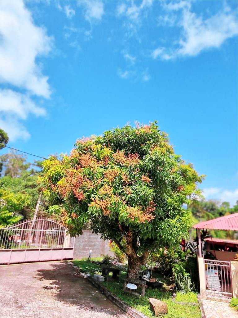 Maison de vacances Bouillante