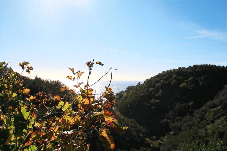 Agriturismo Il Brucaolivo: Relax e suoni della natura — photo 2