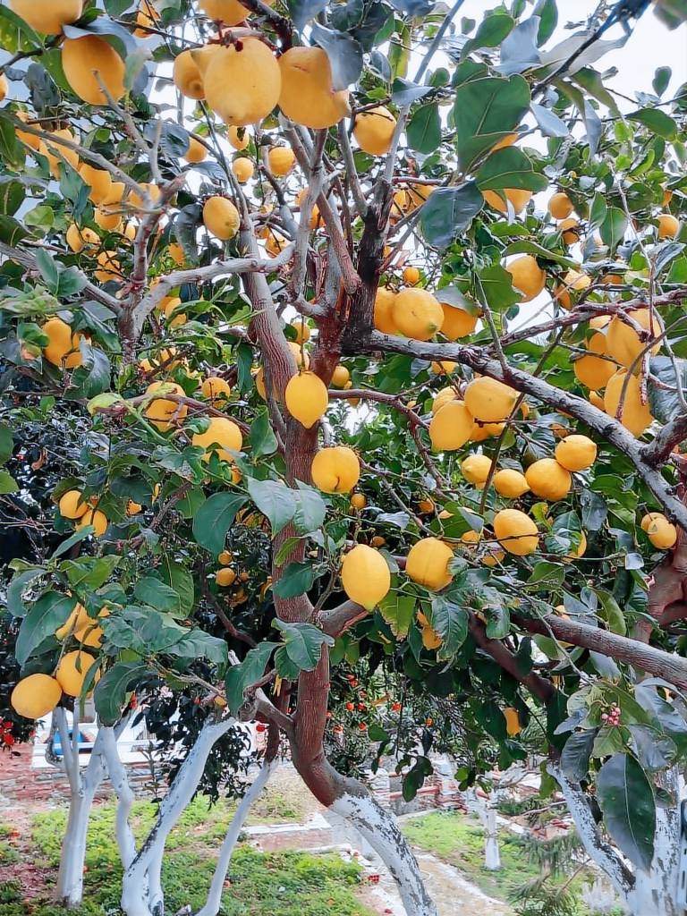 Appartamento  Andros