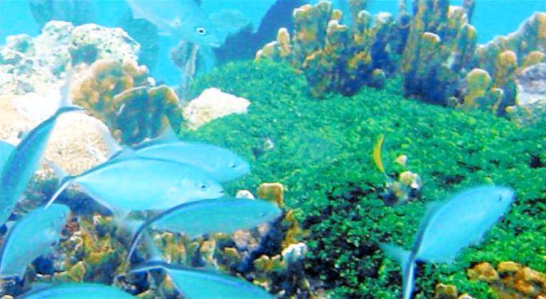 Key Largo Paradise — photo 4