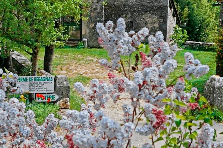 Stone house in the heart of Larzac – Nature, free-roaming horses, and guaranteed relaxation — photo 3