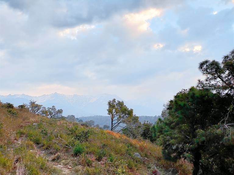 The Tea Gardens Retreat Dharamshala — photo 4