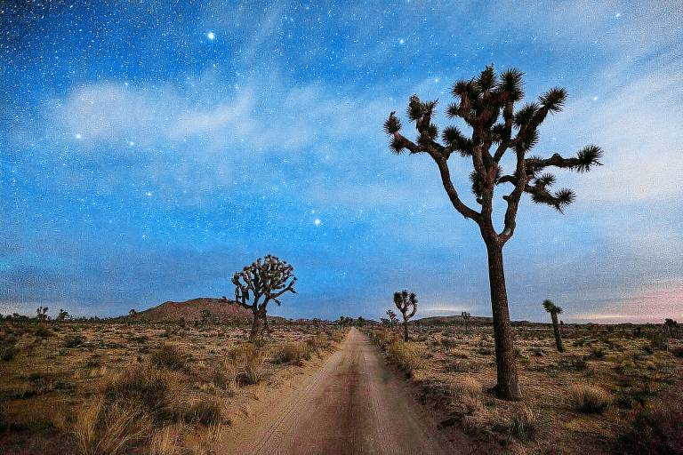 House Joshua Tree