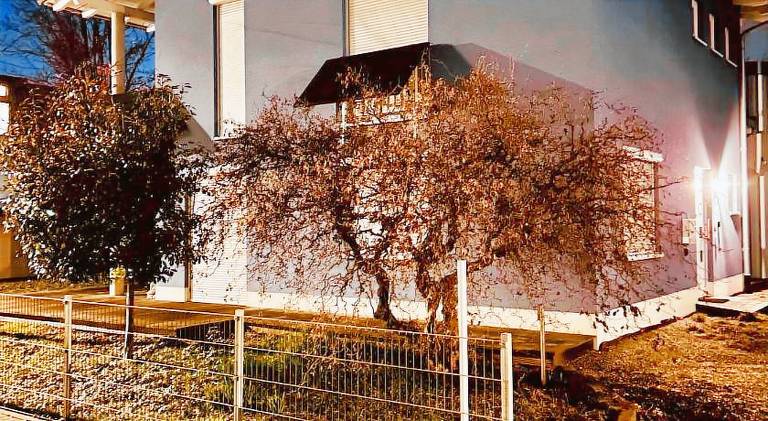 Vacation home | Pets allowed in Ringsheim