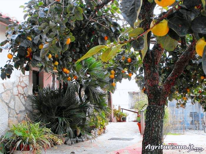 Fattoria Spezia: Gelsomino — photo 4