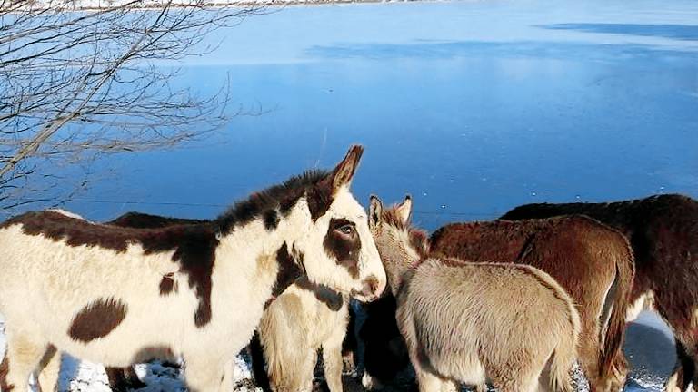 Ferienhaus f&uuml;r 11 Personen 250 m&sup2; in Udler
