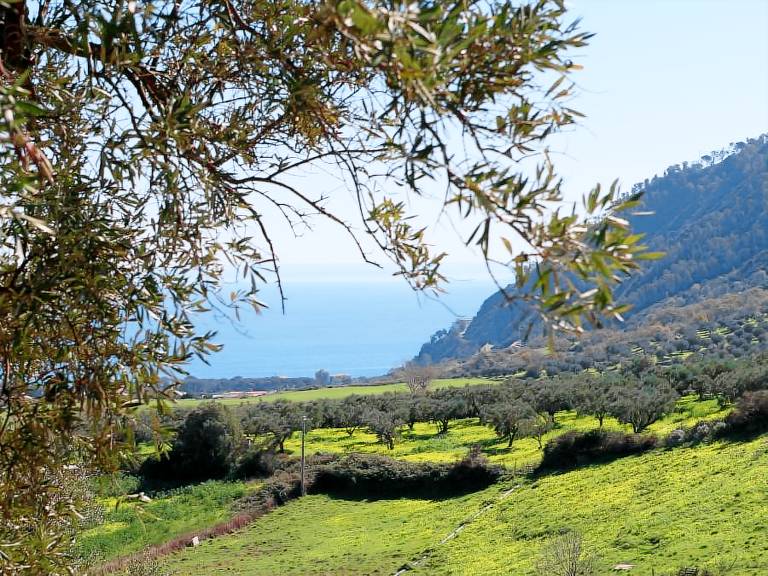 Gullà: Oliveta — photo 4