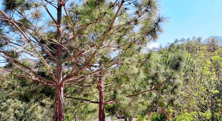 El Encino Cabana Tiny House — photo 4