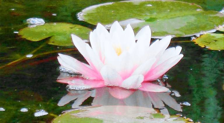 Wellness- und Gartenhotel Heusser in Bad Duerkheim