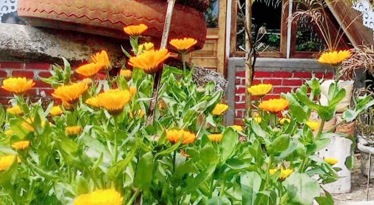 Vamoose Cheeyabari Oaks Homestay