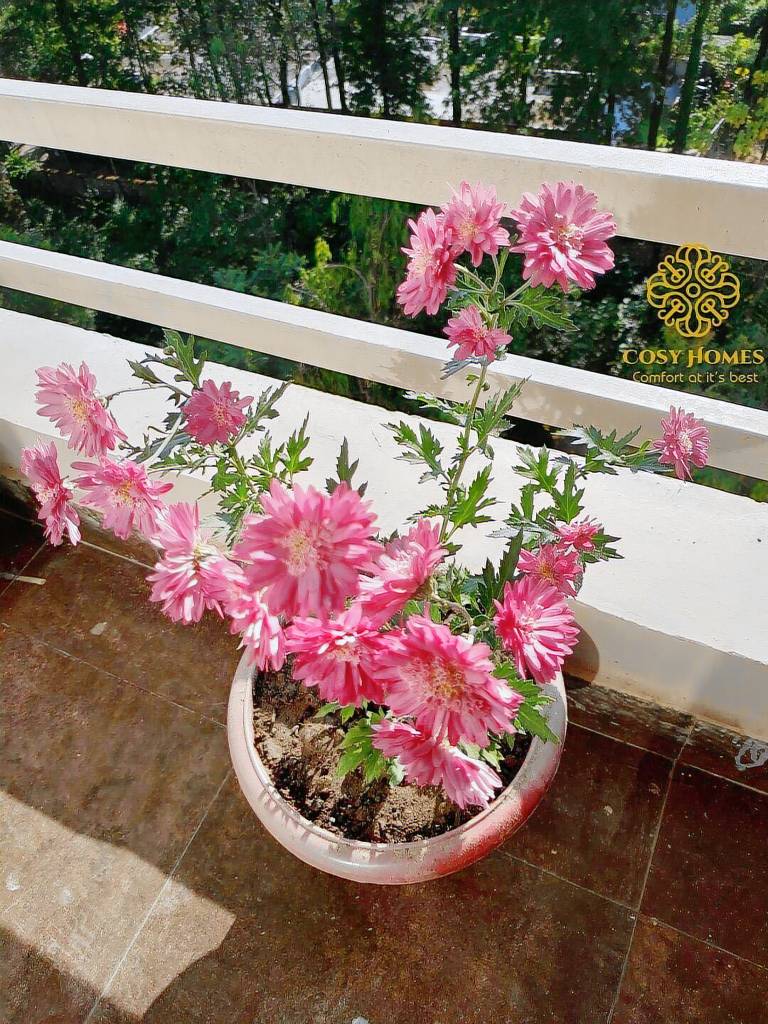 Holiday apartment with garden | Pet-friendly — photo 3
