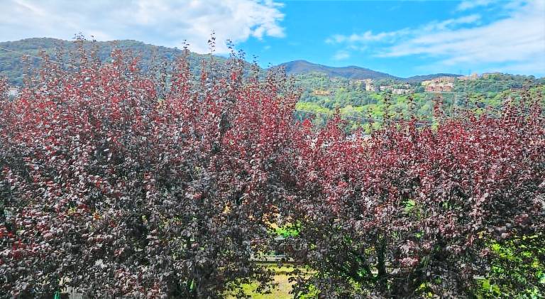 Beautiful holiday apartment | Dogs allowed in Brunate