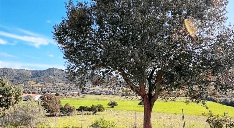 Beautiful holiday apartment with BBQ, yard & patio | Pets are welcome in Loiri Porto San Paolo