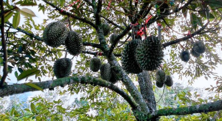 บ้านสวนบรรจงอักษร Bansuan Banjong Akkson — photo 5