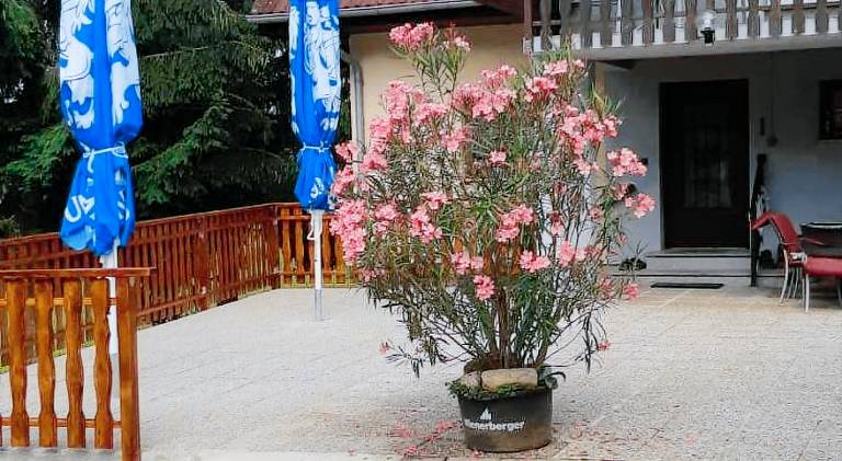 foto2