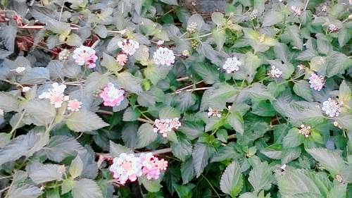 Bed and breakfast  Hirakata